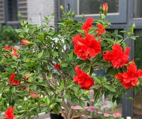  #下垂的情况#盆栽扶桑花，注意几个“小细节”，满树爆侧芽，四季能开花