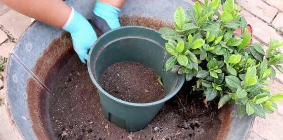  『叶子』气温升高浇花得注意：一种植物对应一种方法，做对了枝叶疯长