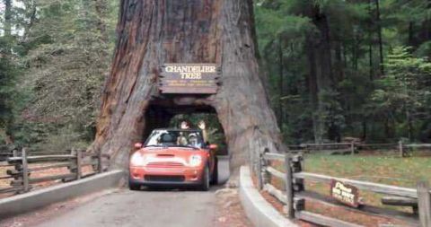 美国的千年古树被挖洞修路，经过一场风雨之后，当地人后悔不已