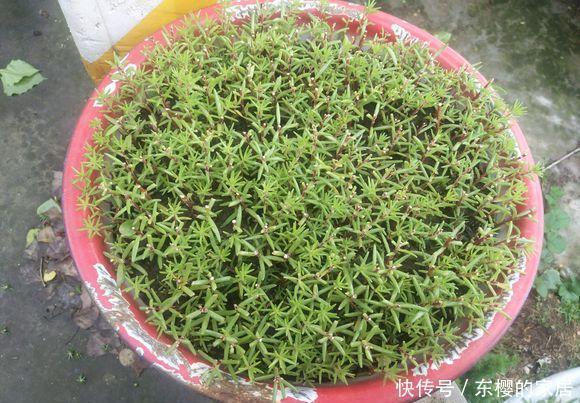  「花朵」太阳花养护技巧贴：开花、繁殖、养护，三大窍门让阳台变成花园
