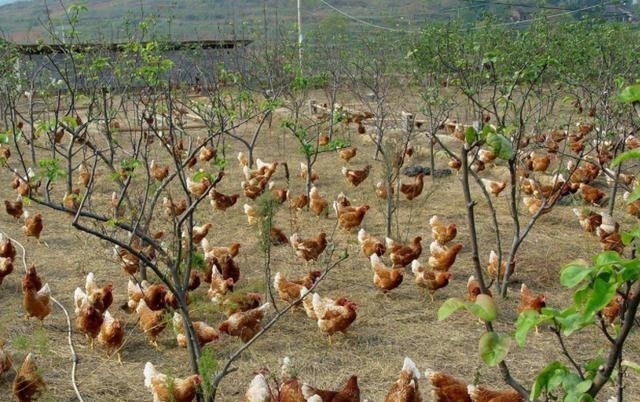 农民不要乱搞养殖，此3种情况是违规的，被发现可能被拆除