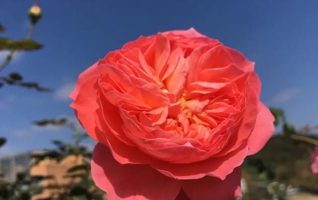  『丰花性好』狼家自育的表现到底如何，戳进来看看花友们的大实话