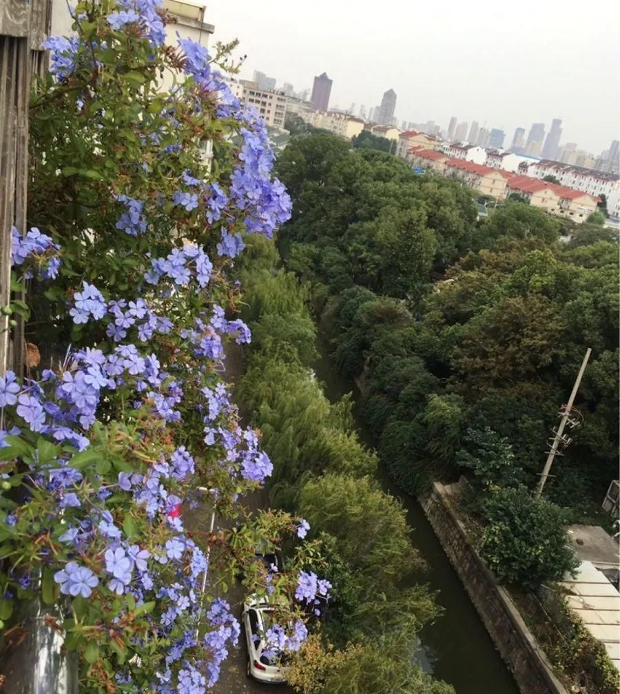  蓝雪■这花春天长最快，俩月爬满一面墙，从3月开到11月！