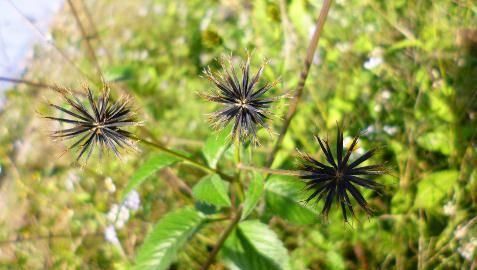  『药用价值』农村这种植物，过去农民见到就砍，如今因有药用价值成了抢手货