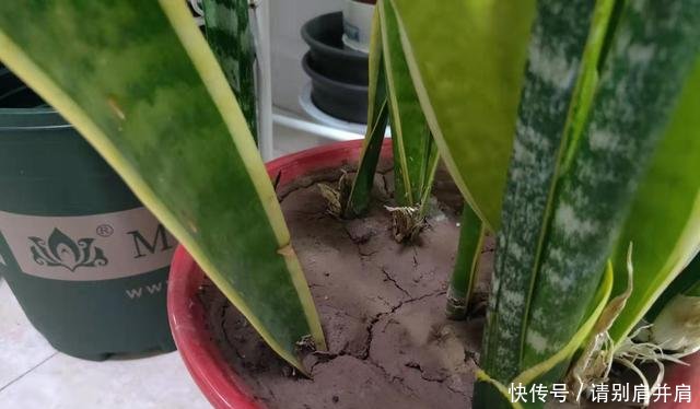 「虎皮」虎皮兰有“3怕”,避开后能“疯长”,直接爆破盆