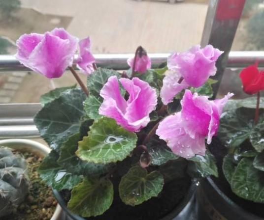  『花儿』谁说开花期间不施肥？这花偏要在花期施肥，不然花儿早早就谢了！