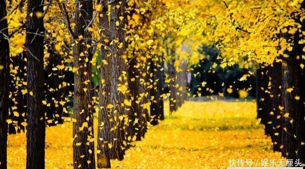  【镇宅】农村有哪四大镇宅之树？种在什么位置可以旺人旺宅