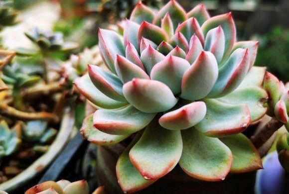  「花青素」多肉养成果冻色，了解3种“素”，做到1照2控，2个月成功上色