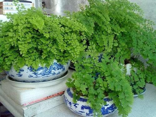  铁线蕨■3种花，就是“水桶”，浇水越勤快，生长越旺盛，绿油油一整年