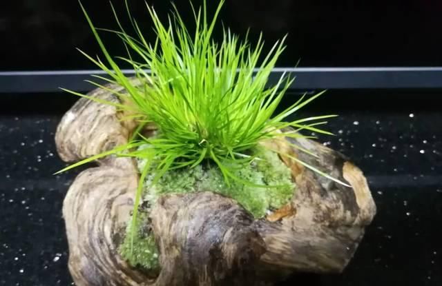  『比花』这几种受欢迎的耐阴花，一养就上瘾，叶子比花美！