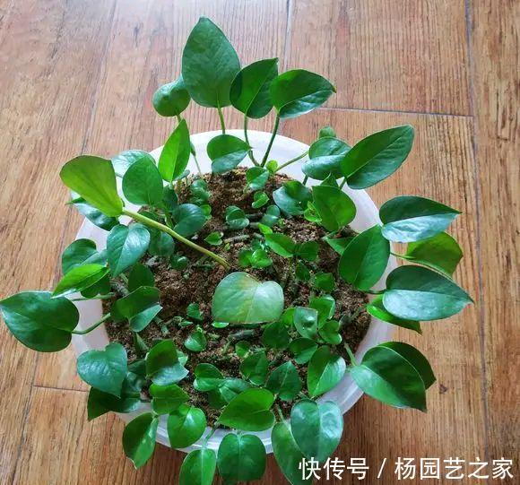 「绿萝」绿萝不用花钱去买,摘根枝条,注意扦插3要点,一根扦插几十盆