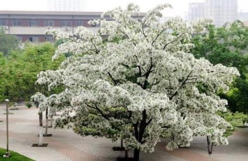 「见到」南方1种“雪花树”,花开如霜似雪,见到别放过,做成盆景美一片