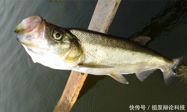  『钓点』晚春钓翘嘴鱼，注意天气和钓点的选择，狂拉翘嘴很过瘾！