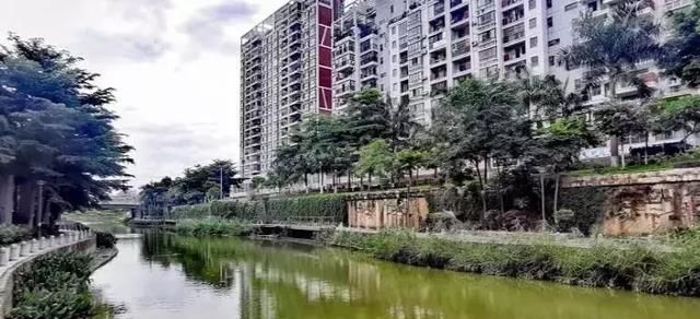 大量死鱼！广西南宁可心江一夜之间变“墨水河”，污染源不明