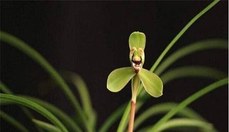  『绿色』兰花开出绿色花？这个品种浇对水，花一开满屋飘香！
