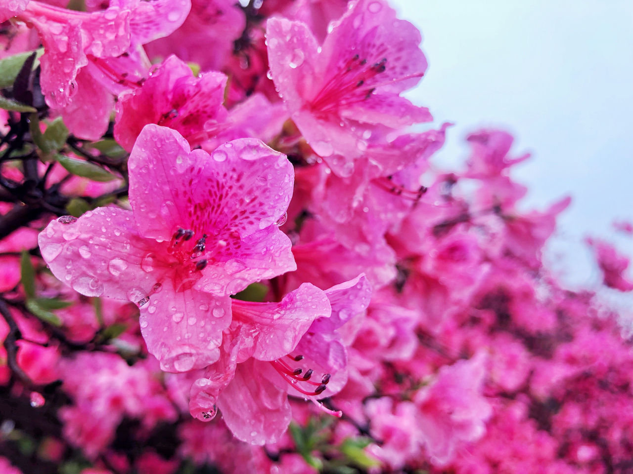 武汉周边游3??丨黄陂赏花和登山徒步，推荐这四个景区必须打卡