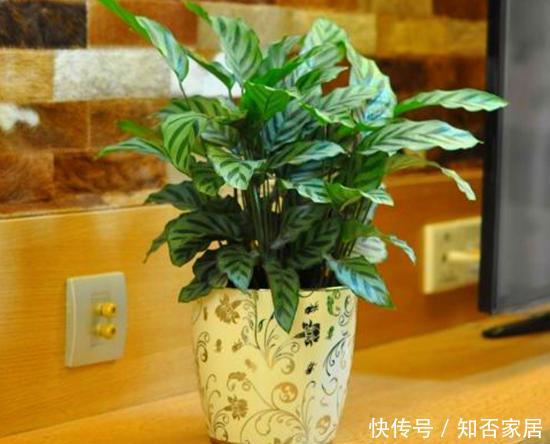  『观叶』竹芋观叶价值高，比五彩斑斓的花更美，养好了也能开花