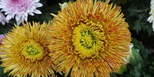  天竺牡丹：喜欢玫瑰，不如养盆“珍品菊花”蜡菊，花型大气，素雅耐看！