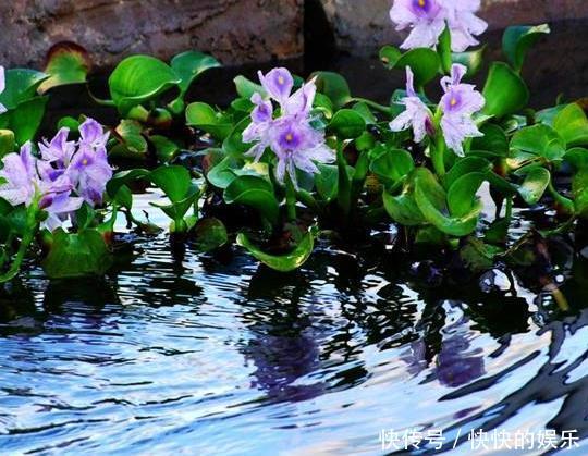 农村有名的“害草”，之前用来喂猪，其实对风湿骨痛有良效