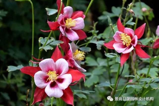 『适合』适合庭院种植的27种常用宿根花卉