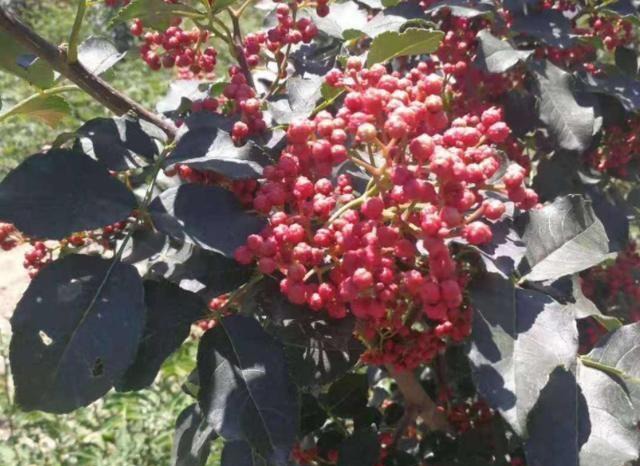 农村山上一种“小葡萄”，120元一斤价值珍贵，农民开始大量种