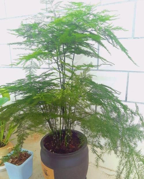 灌水:文竹叶子发黄,怎么救?捏一点“粉末”灌水浇,2天变油绿