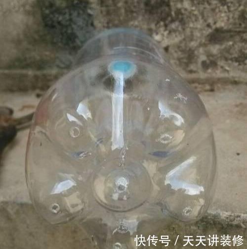  『扦插』养护神器：塑料瓶千万别扔，用来养花用处多