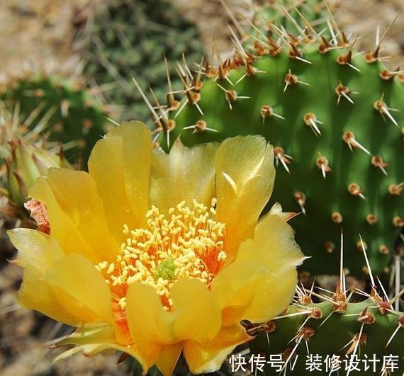  五彩石竹■在家中养护漂亮的花卉，就选择3种花卉，花色多样，幸福吉祥好运