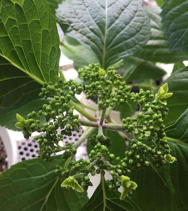  「导致绣球花」绣球长花苞正当时，花苞发黑怎么办？4个原因，教你破解