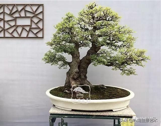  「作品」有年功的盆景，品相好，价值高！