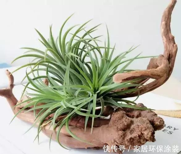  #叶子#1种花不用土，可以生在空气中，偶尔喷点水就活，懒人最爱养！