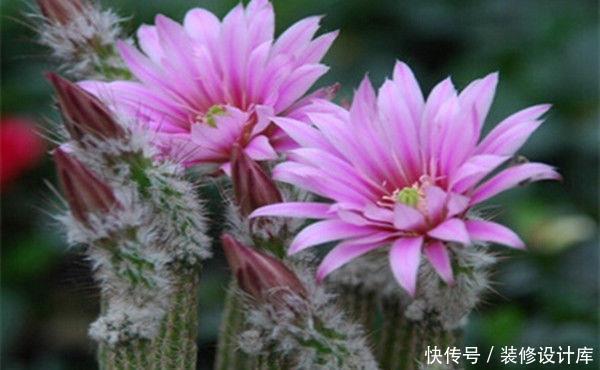  『迷人』喜欢在家中养护花卉，就选择花期长，花色艳丽，迷人的5种花卉