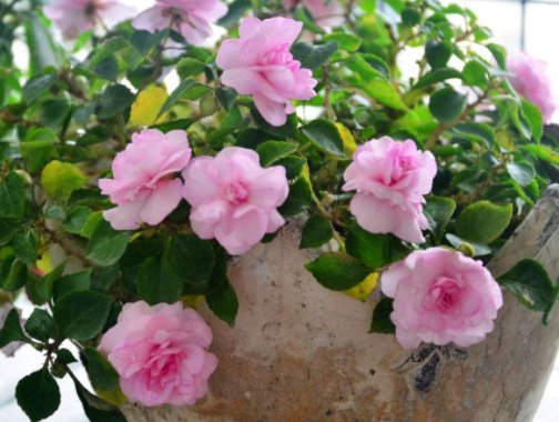  #柔美#此几款花朵花期长，花色柔美，争芳斗艳，一次开爆成花海，美爆了
