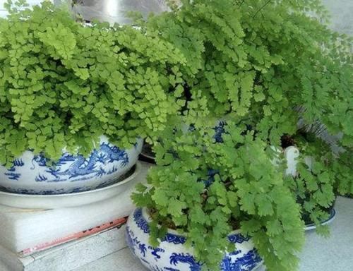  [卫生间里]卫生间养不活“绿萝”，不如养“1种花”，枝叶常年翠绿、旺盛！