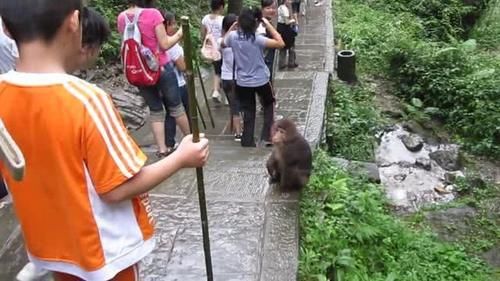 峨眉山的猴子是出了名的调皮，唯独怕一物，看到就躲得远远的！