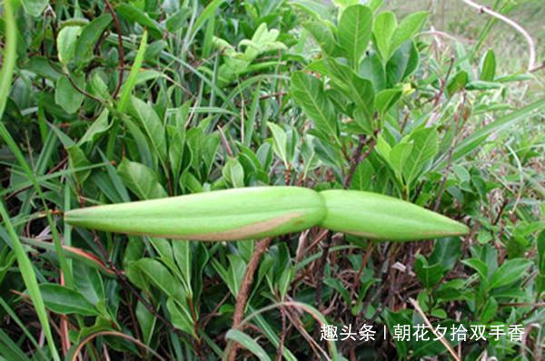  #农村#农村常见的野草，农民朋友们很讨厌，殊不知可以入药使用