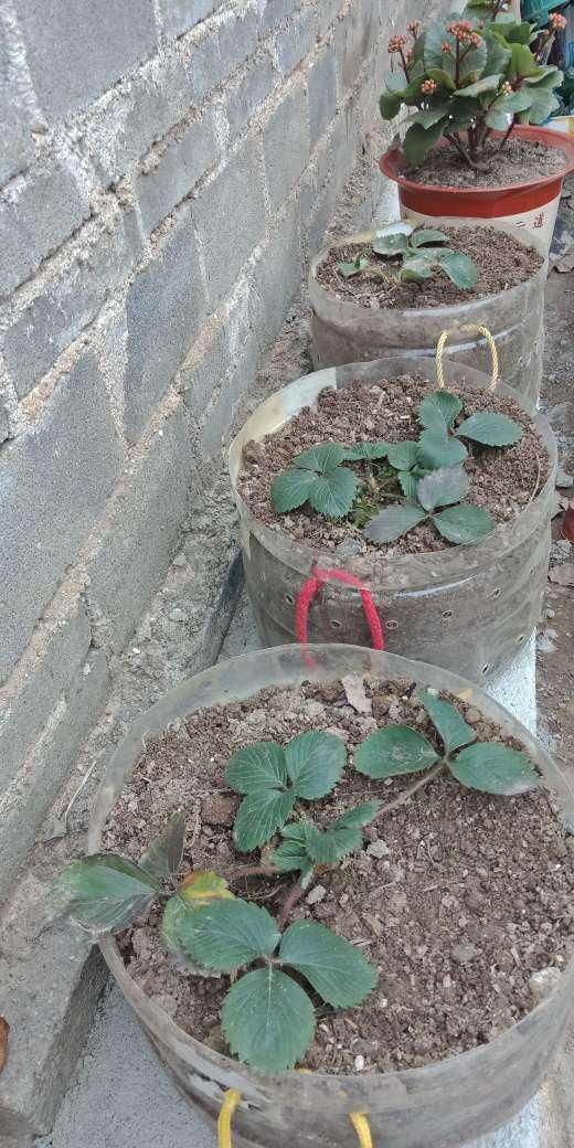  #油桶里面#用完的油桶想养花种菜，几个要点要注意，否则种啥死啥！