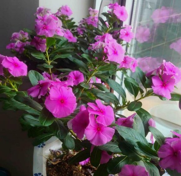  [长寿花]4种花，喜欢“掐”掐得越多，就越不容易长出浓密的门户