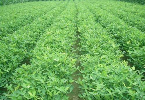  争论：农民种花生，剥壳种好？还是带壳好？争论了多年，终于有答案了