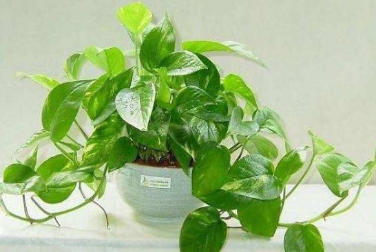  『美爆』5款懒人花，好养易爆盆，花朵清新优雅，花苞突突往外冒，美爆了