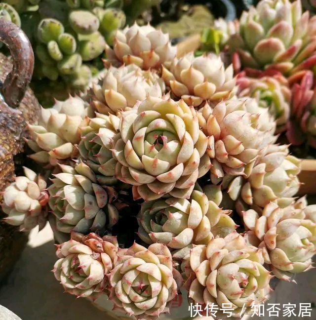 「夏季高温和」多肉怎么晒太阳,中午以后才能晒到太阳的地方好养多肉吗?