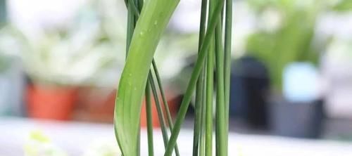  「栽培一叶兰」摆放在角落里不起眼的一叶兰，却是家里特耐看的观叶植物