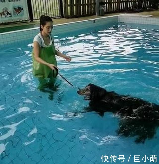  『紫菜』时尚宠儿阿富汗猎犬，下水竟变成一团紫菜，毛太重游都游不动