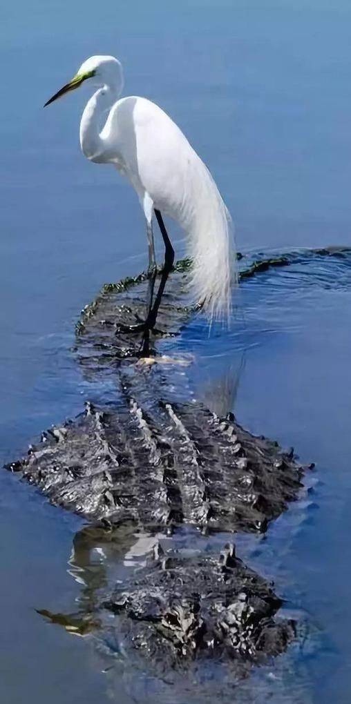 一组顶级照片,大开眼界!给大家欣赏欣赏