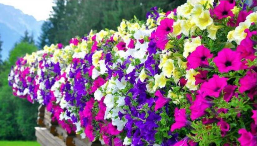 『家里』“4种花”养家里,浇水就疯长,给点阳光就“灿烂”,开花不断!