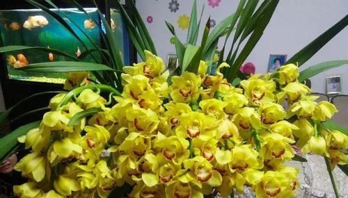  朱顶红：看见这花可别买，忍住，小心被忽悠，花钱买气受！