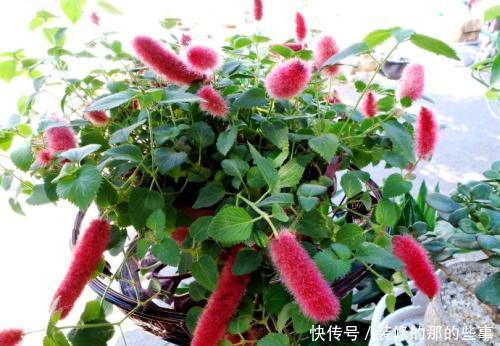 『值得』一种花,春夏秋都开花,毛茸茸的样子惹人爱,值得拥有!