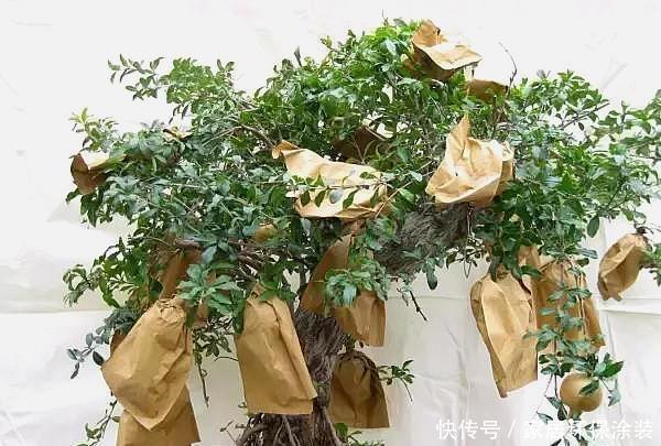 #养护过程#刘大爷把“胳膊粗”的石榴枝来“扦插”,养上2年,果实挂满枝!