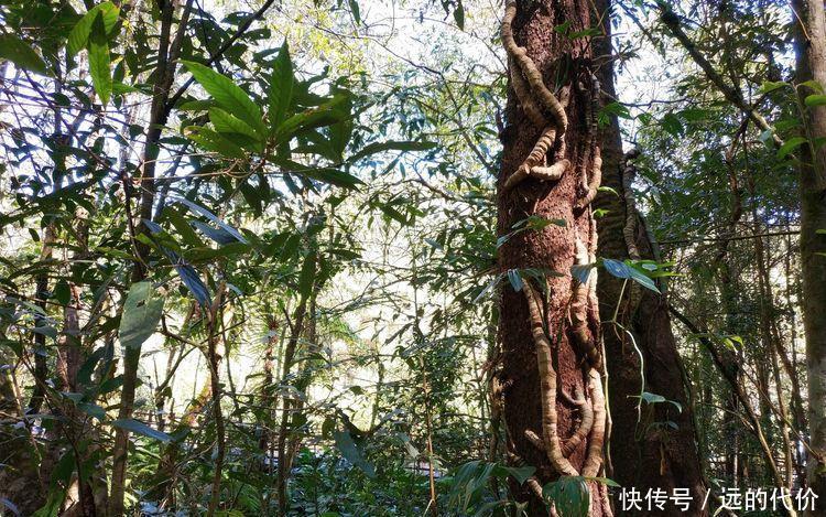 自驾游方便还是跟团游方便?