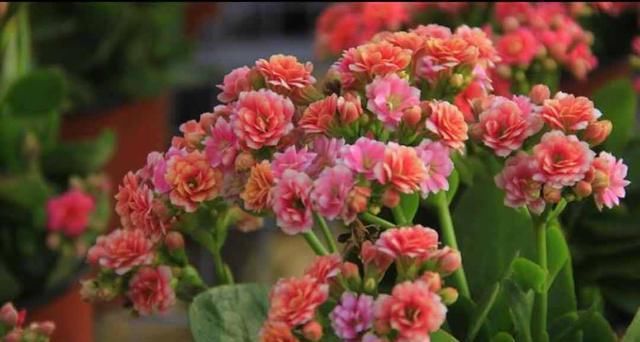  「喜欢」这3种花好养还易活，花期很长，一开花就是好几个月，你喜欢吗？
